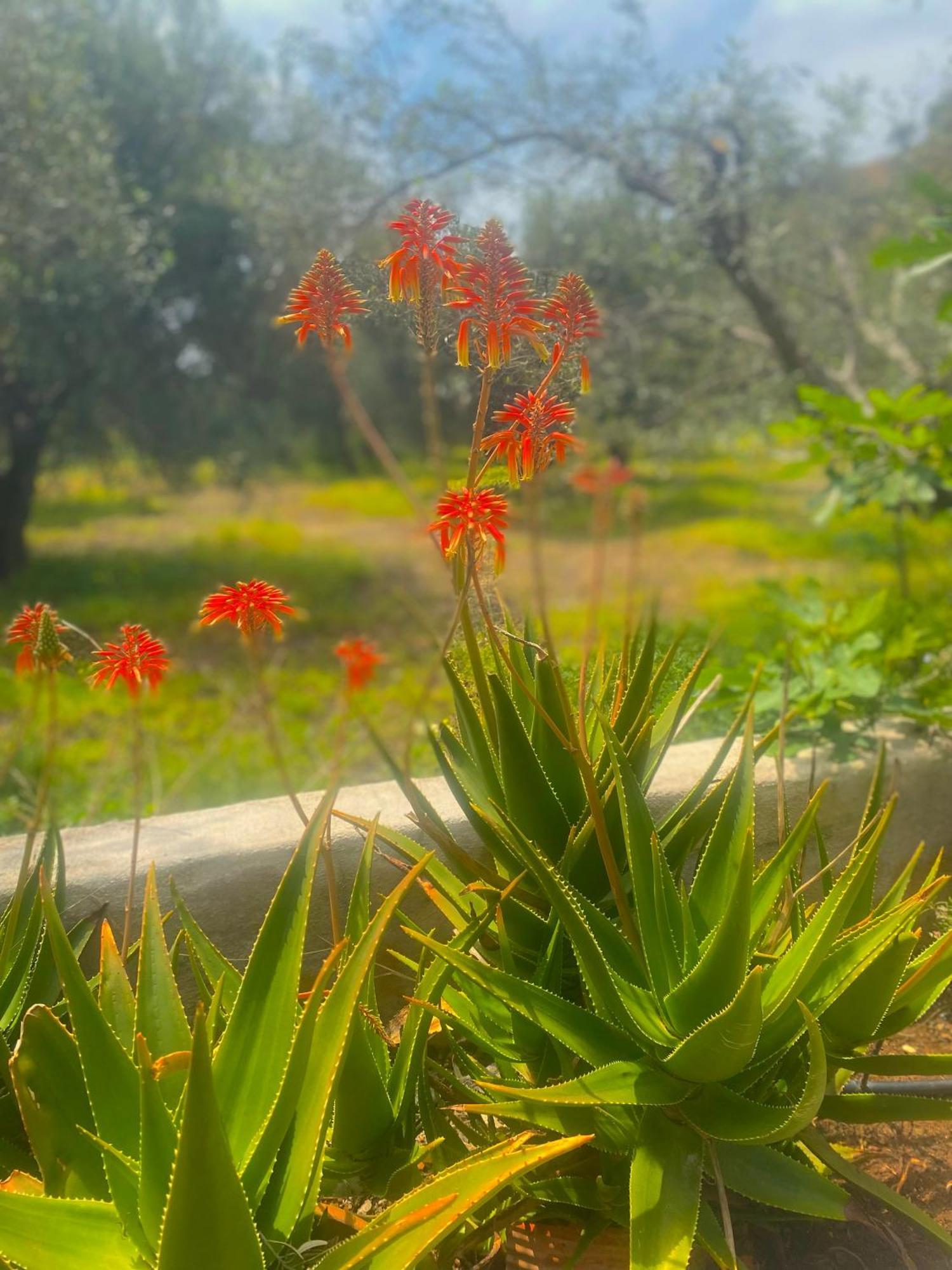 Natura Cottages Makrýgialos Dış mekan fotoğraf